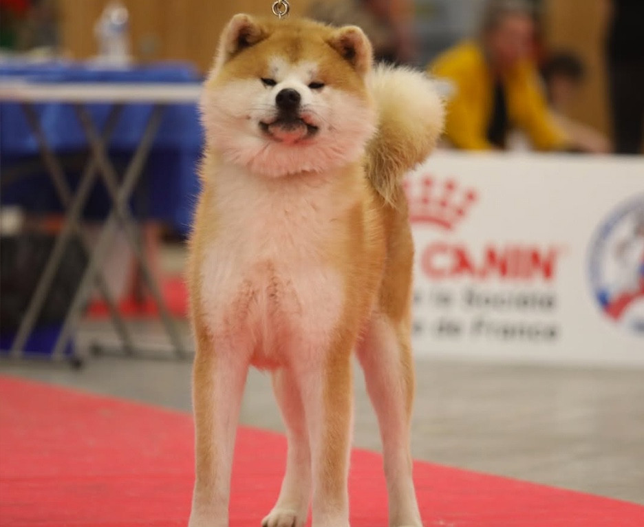 Sayan Of Kaerizaki