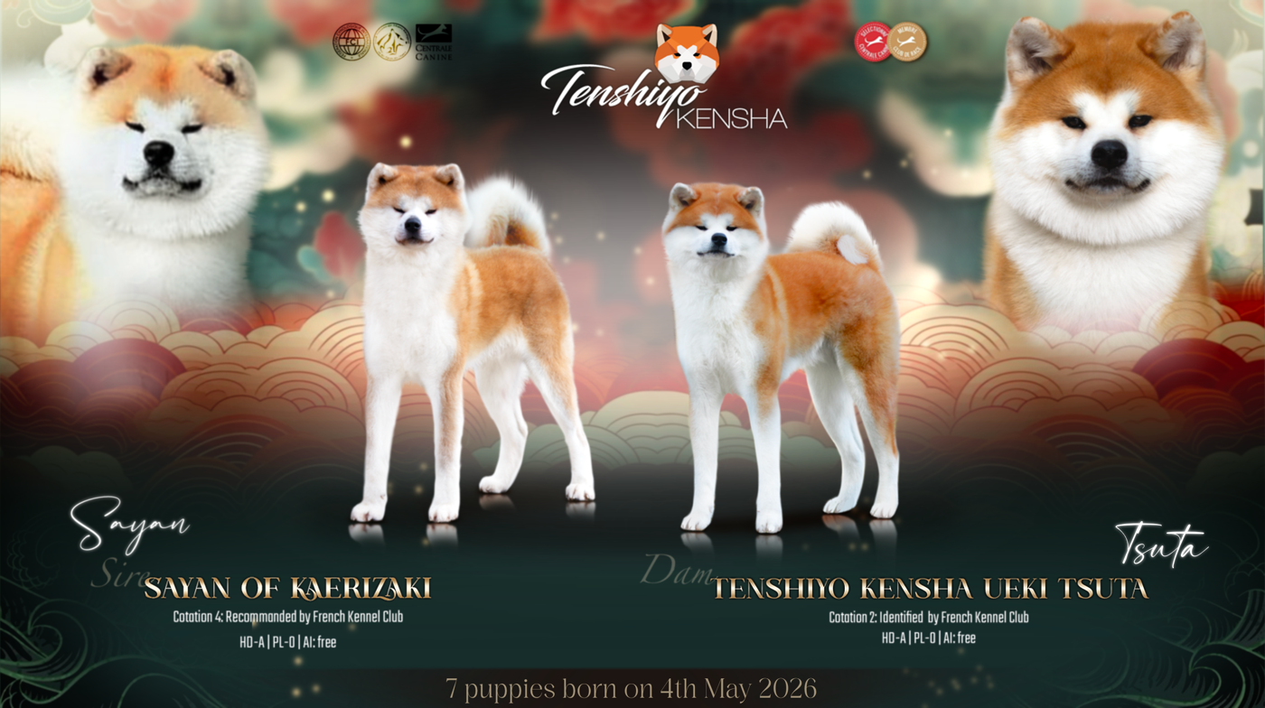Tenshiyo Kensha - Akita - Portée née le 05/05/2026