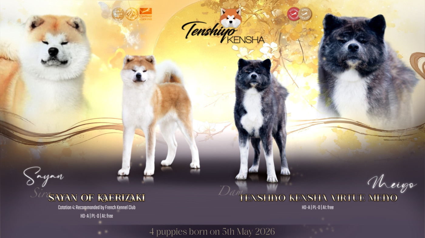 Tenshiyo Kensha - Akita - Portée née le 05/05/2026