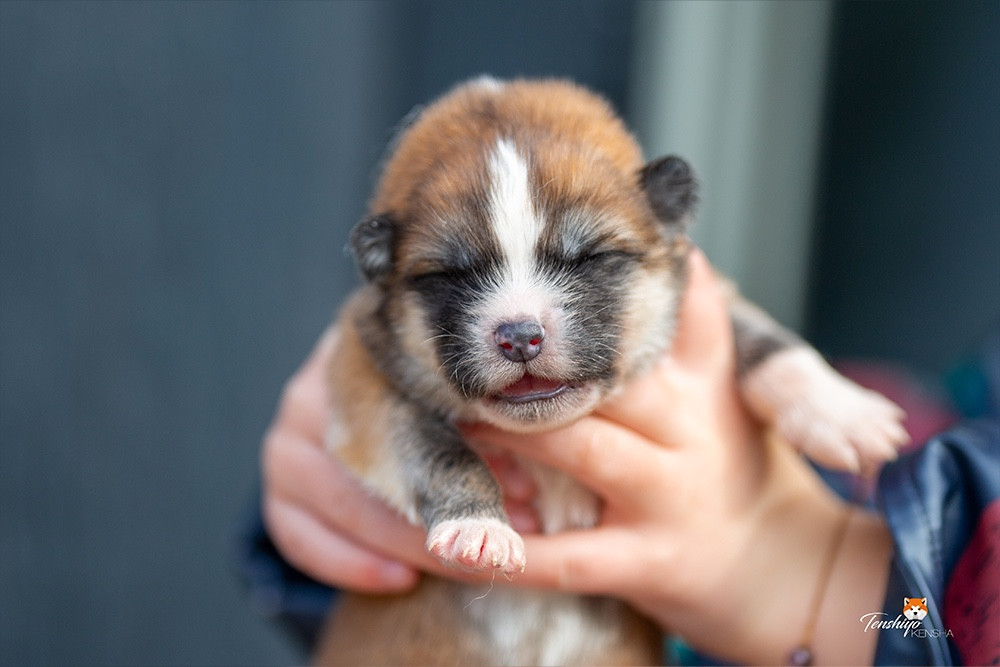 Tenshiyo Kensha - Chiots disponibles - Akita