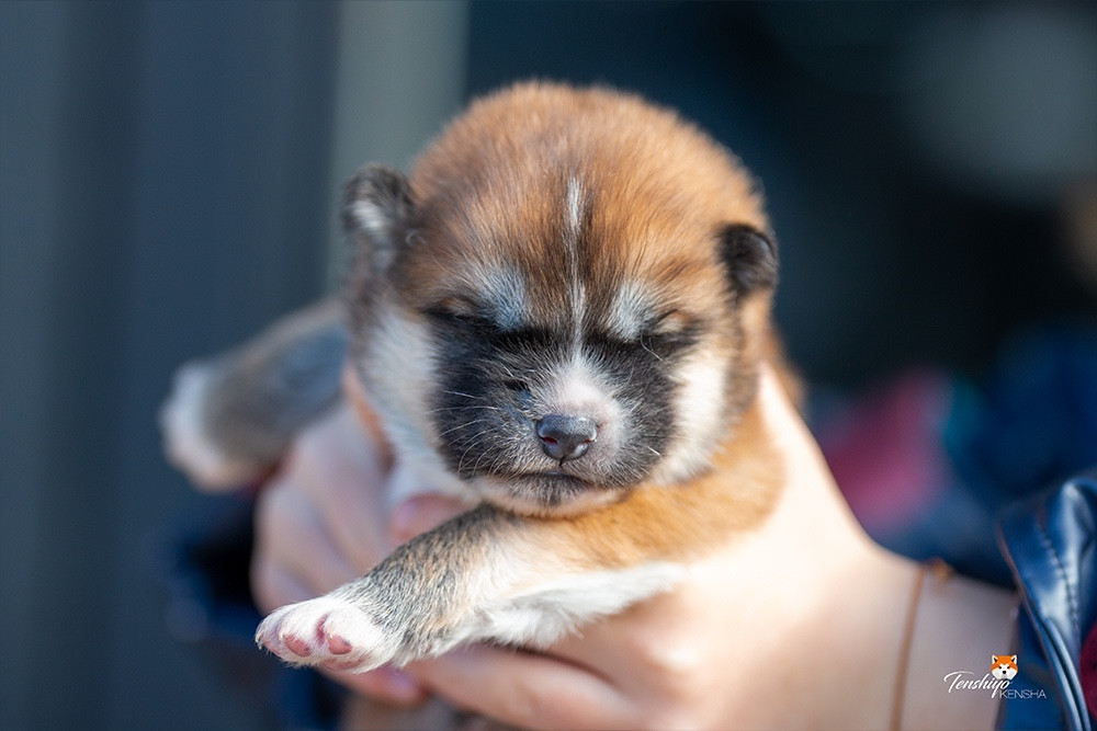Tenshiyo Kensha - Chiots disponibles - Akita