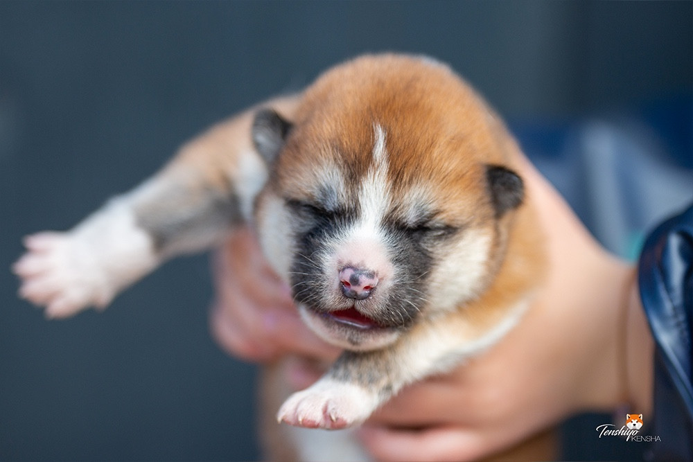 Tenshiyo Kensha - Chiots disponibles - Akita