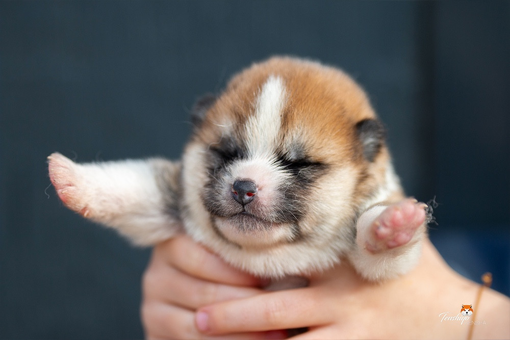 Tenshiyo Kensha - Chiots disponibles - Akita