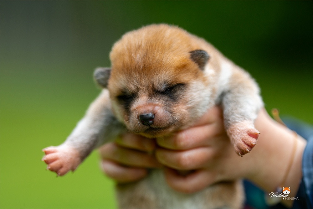 Tenshiyo Kensha - Chiots disponibles - Akita