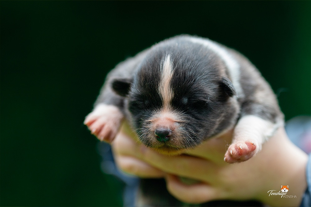 Tenshiyo Kensha - Chiots disponibles - Akita