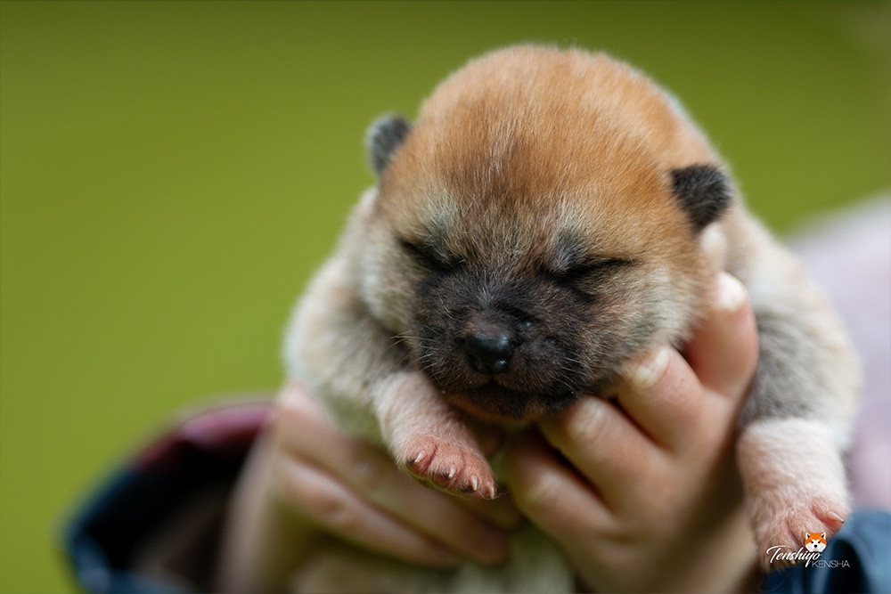 Tenshiyo Kensha - Chiots disponibles - Akita