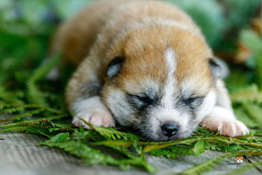 Tenshiyo Kensha - Chiots disponibles - Akita