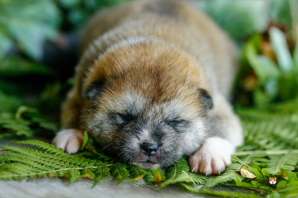 Tenshiyo Kensha - Chiots disponibles - Akita