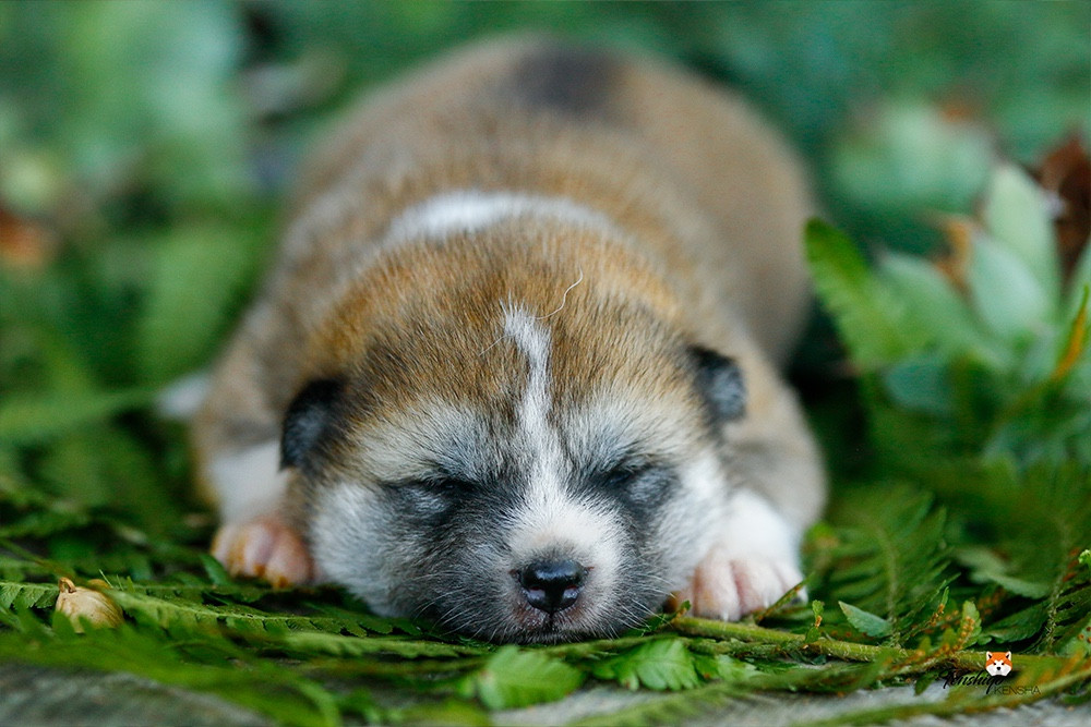 Tenshiyo Kensha - Chiots disponibles - Akita
