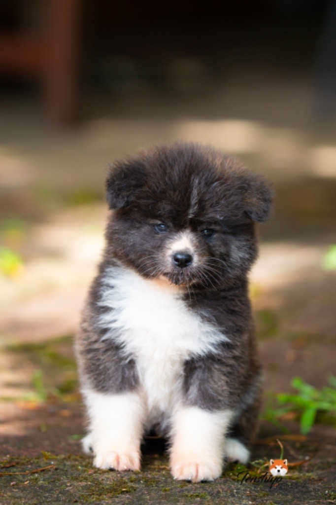 Tenshiyo Kensha - Chiots disponibles - Akita