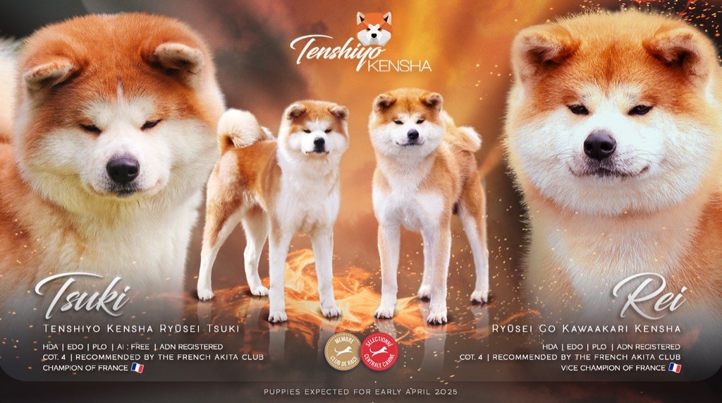 Tenshiyo Kensha - Akita - Portée née le 30/03/2025