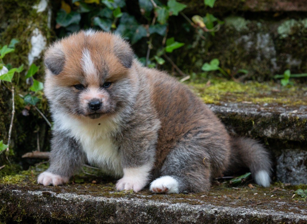 Tenshiyo Kensha - Chiots disponibles - Akita
