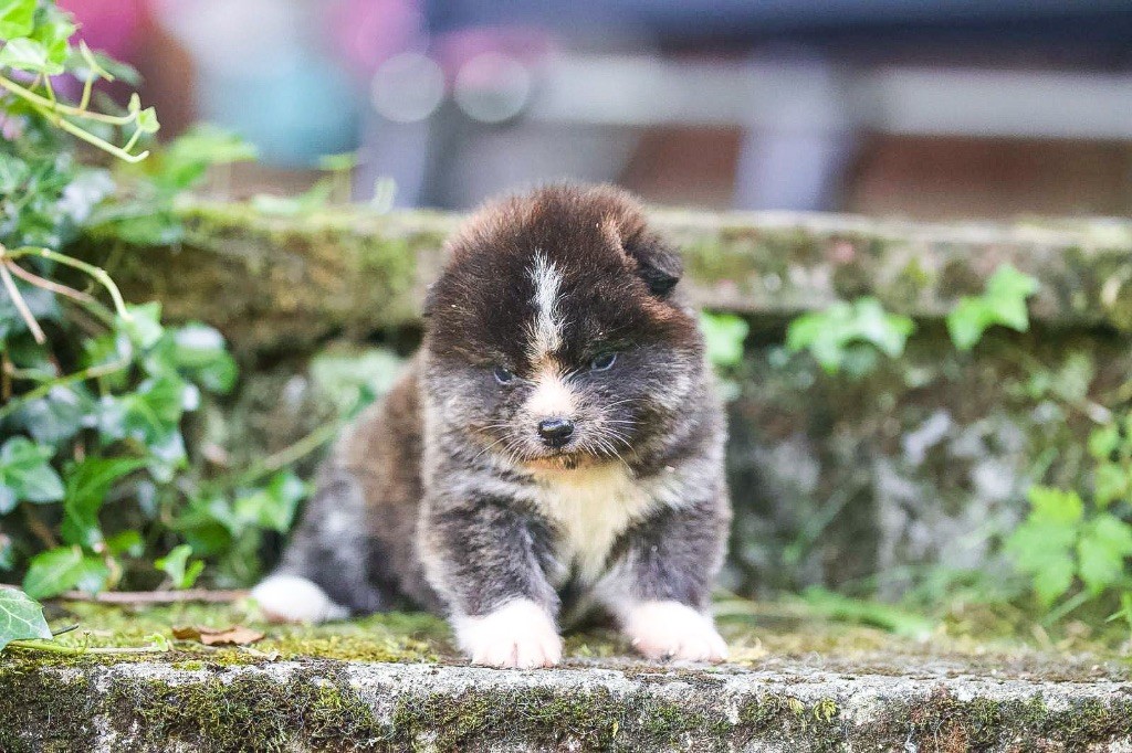 Tenshiyo Kensha - Chiots disponibles - Akita