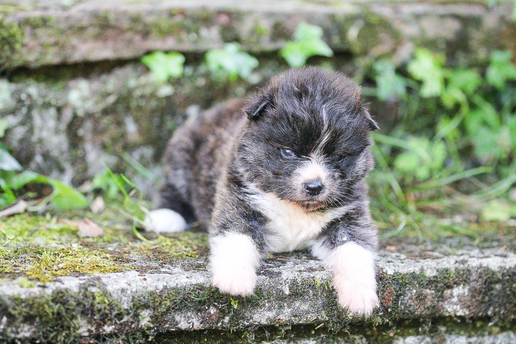 Tenshiyo Kensha - Chiots disponibles - Akita