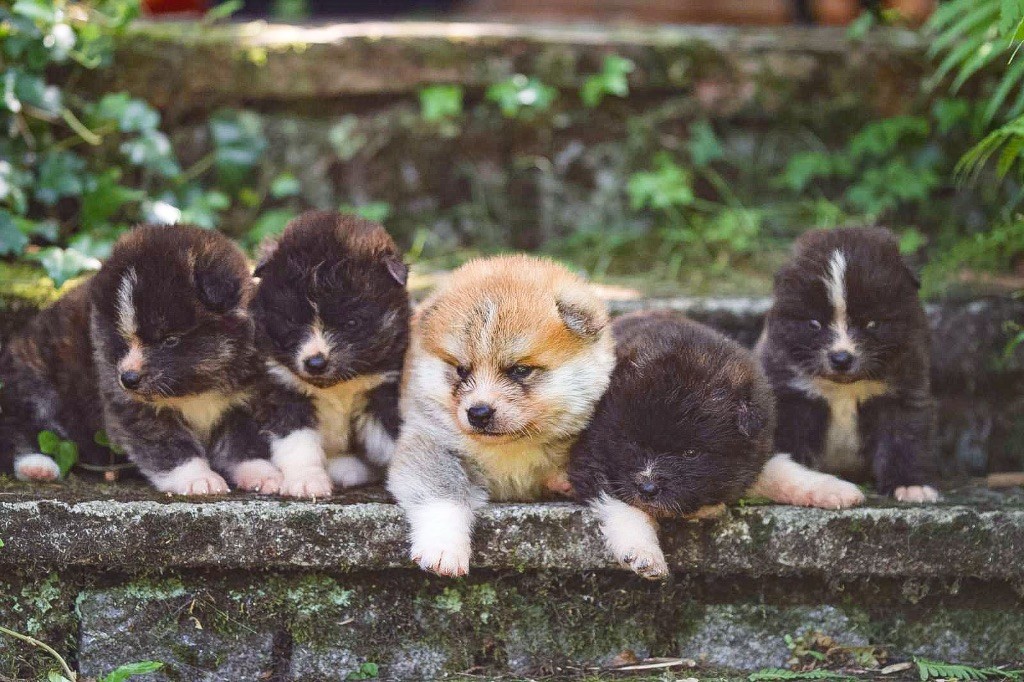 Chiot Akita Tenshiyo Kensha